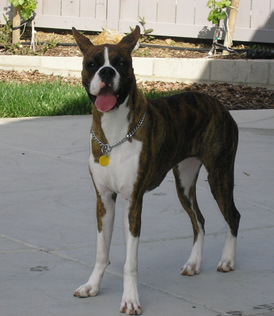Temecula Dog Training, Dog Pro Team Member - Haley the Boxer